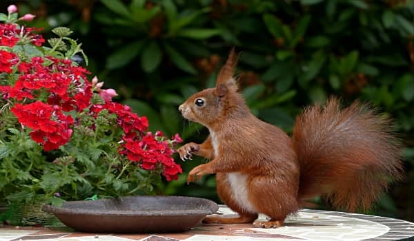 wildlife brown squirrel on table